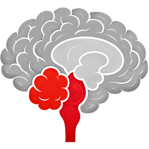 Brain Stem